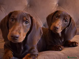 Dachshund dogs Standard dachshund puppies - Advert 13