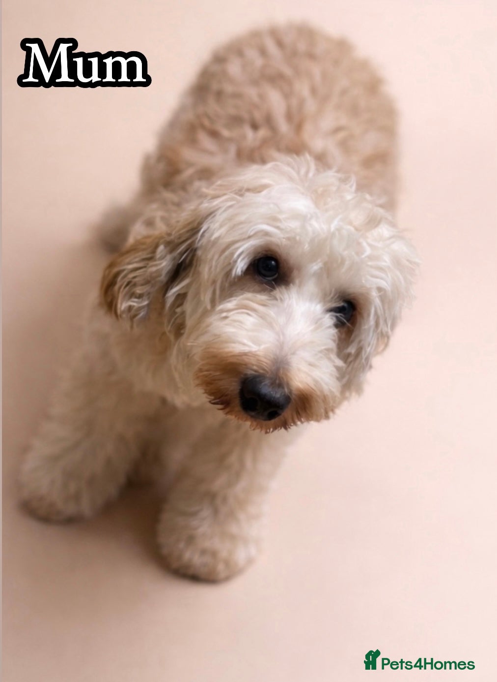 Cockapoo dogs Stunning F1B cockapoos reservation open - Advert 5