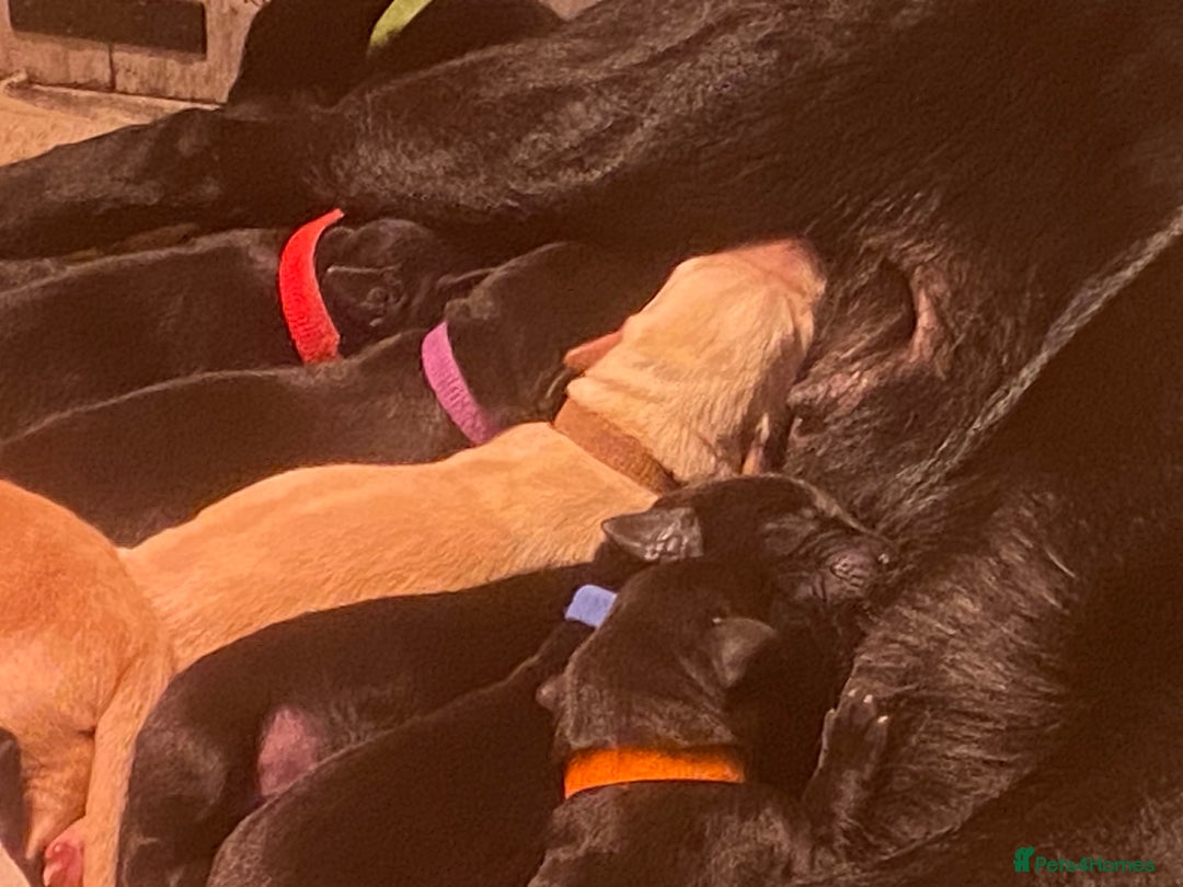 Labrador Retriever dogs for sale: Gorgeous Labrador puppies for sale! - Image 12