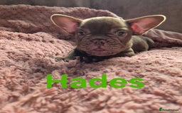 French Bulldog dogs for sale: French bulldog pups ❤️ - Image 15