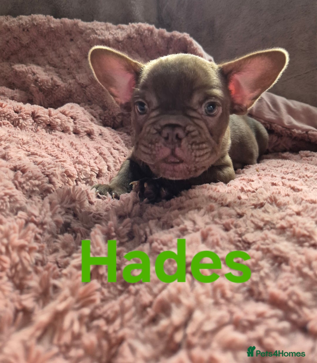 French Bulldog dogs for sale: French bulldog pups ❤️ - Image 15