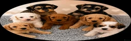 Labradoodle dogs for sale: Beautiful Aussie labradoodles  - Advert 1