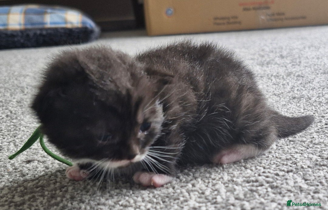 British Shorthair cats for sale: British Shorthair Mix Kittens  - Image 4
