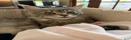 Maine Coon cats for sale: 🐾 BEAUTIFUL MAINE COON KITTENS FOR SALE 🐾 in Margate - Advert 14