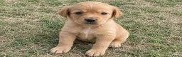 Labrador Retriever dogs for sale: Labrador Retriever puppies available in Birmingham - Advert 2