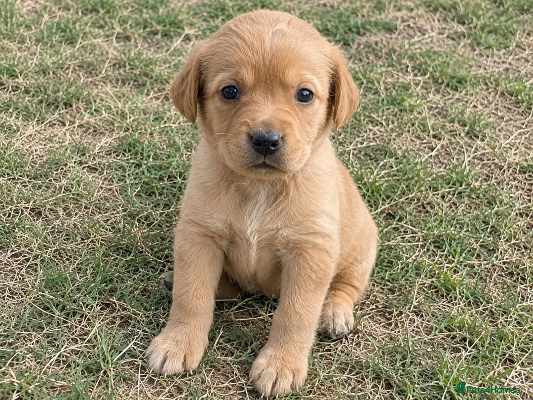 Labrador Retriever dogs for sale: Labrador Retriever puppies available in Birmingham - Advert 2