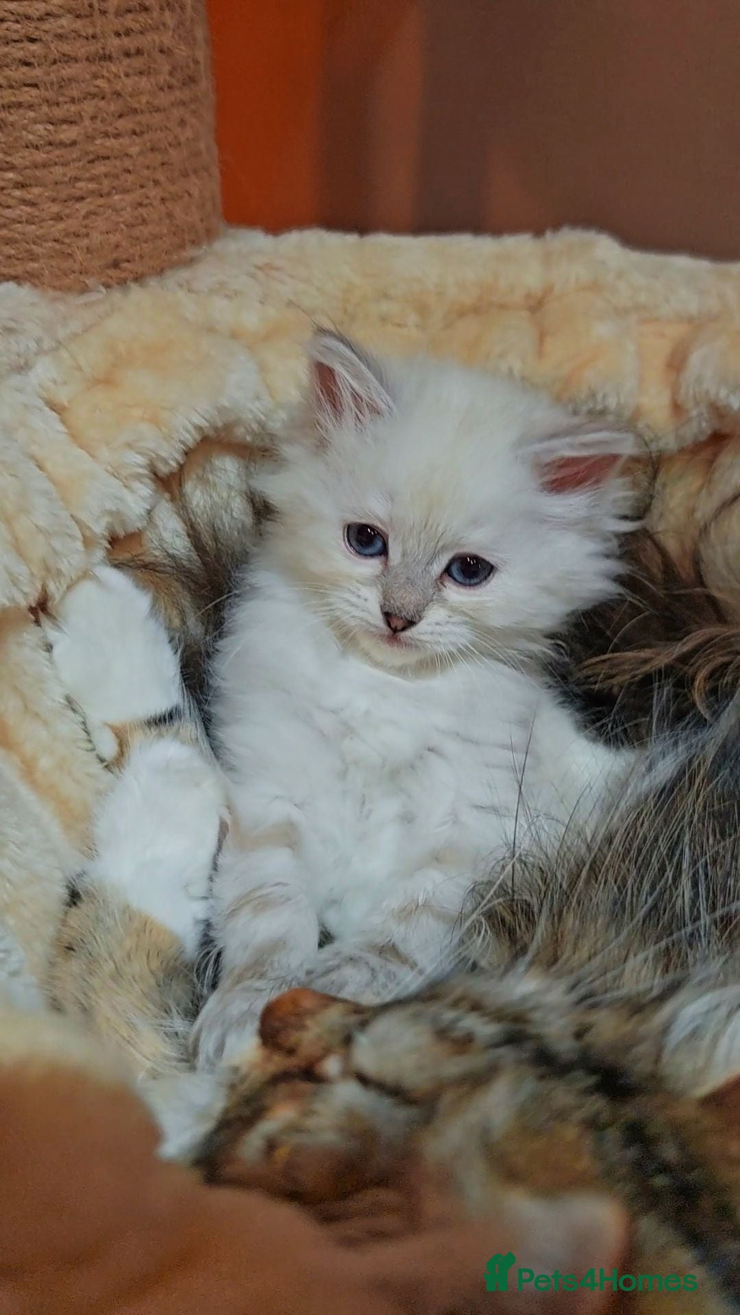 Siberian cats  Siberian babies from GCCF+TICA parents - Advert 2