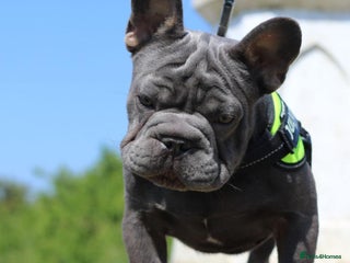 French Bulldog dogs in Basildon - Advert 9