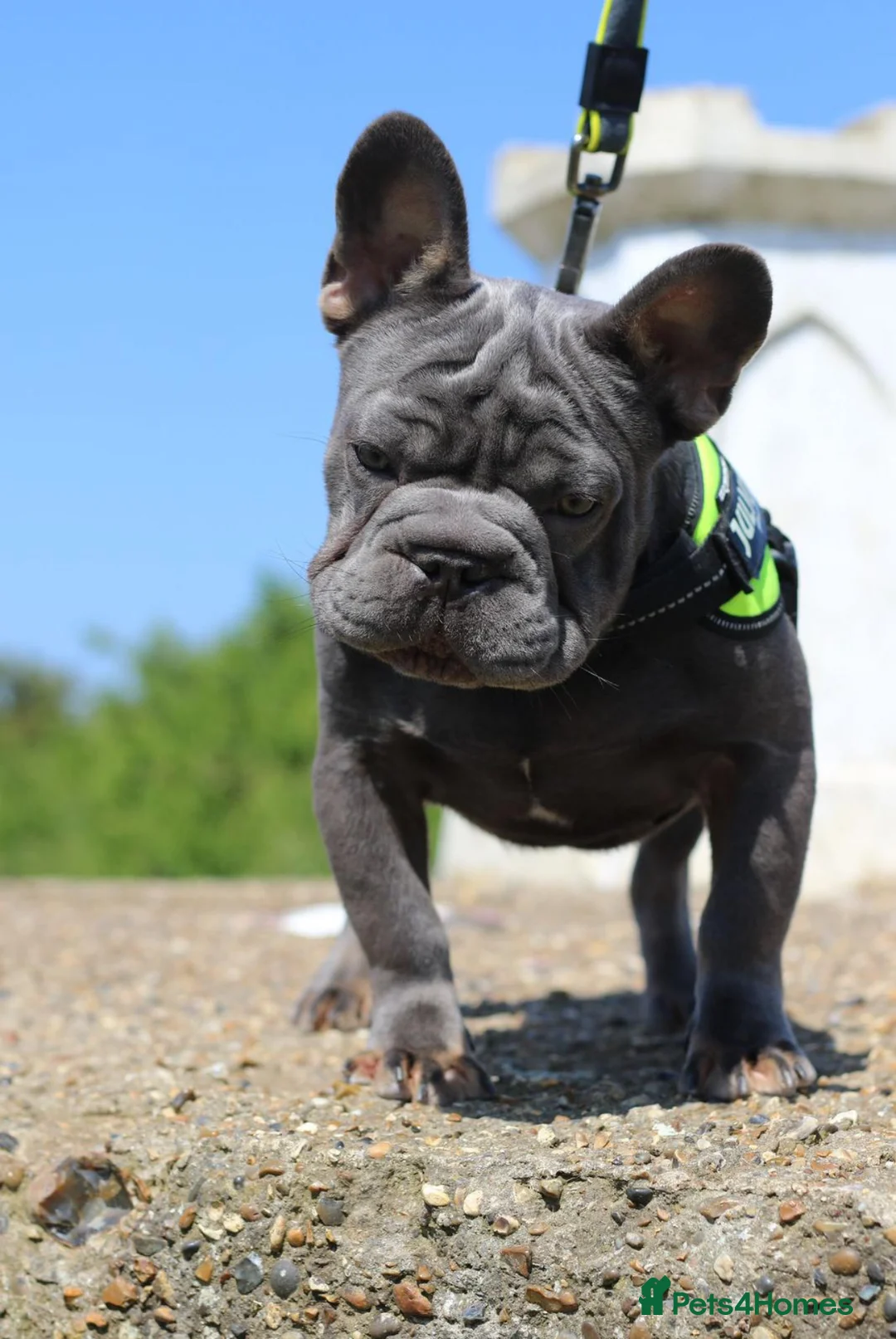 French Bulldog dogs for stud: Lilac testable fluffy frenchie French bulldog stud in Basildon - Advert 1