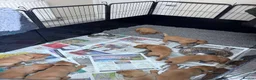 Labrador Retriever dogs for sale: KC Reg Health Tested Fox Red working line 4th Gen  - Advert 9