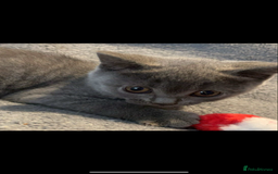 British Shorthair cats for sale: British shorthair kittens - Image 3
