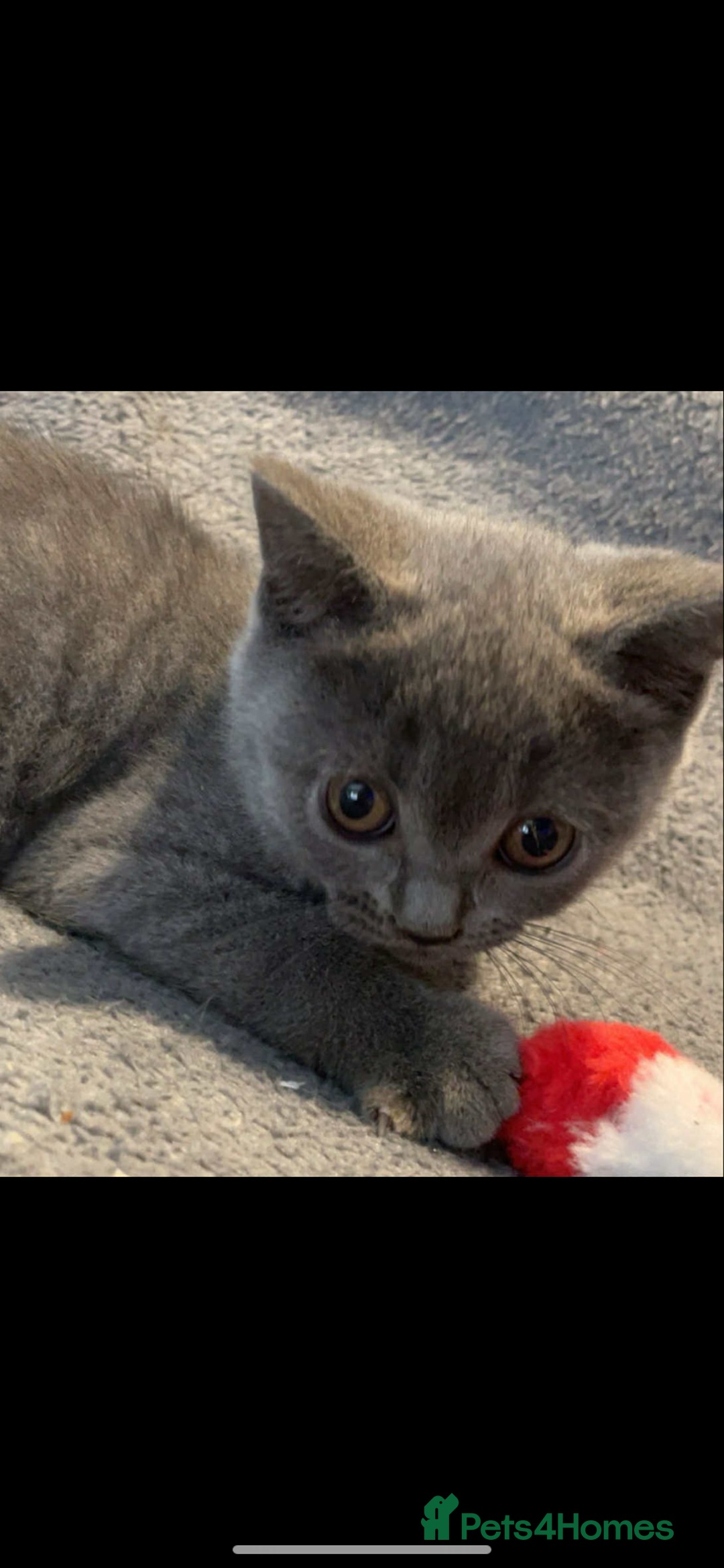British Shorthair cats for sale: British shorthair kittens - Image 3
