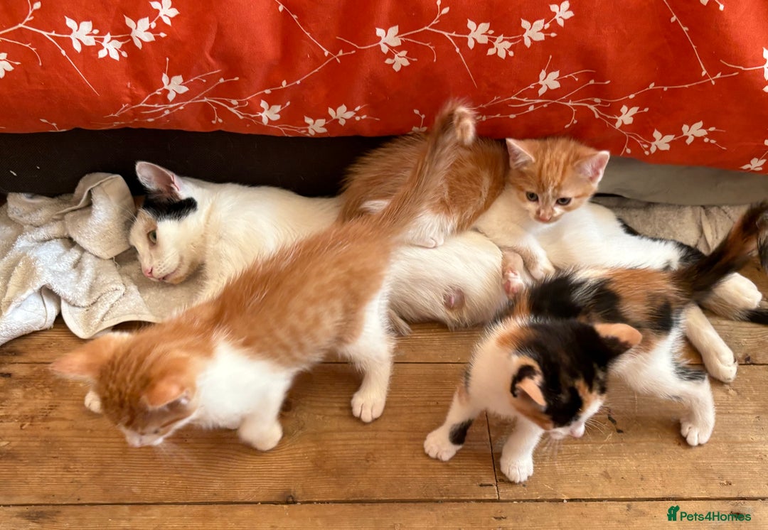 Mixed Breed cats for sale: 3 KITTENS READY TO GO - Image 5