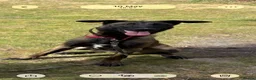 Belgian Shepherd Dog dogs for sale: Trauma 11 months old  in Cambridge - Advert 4