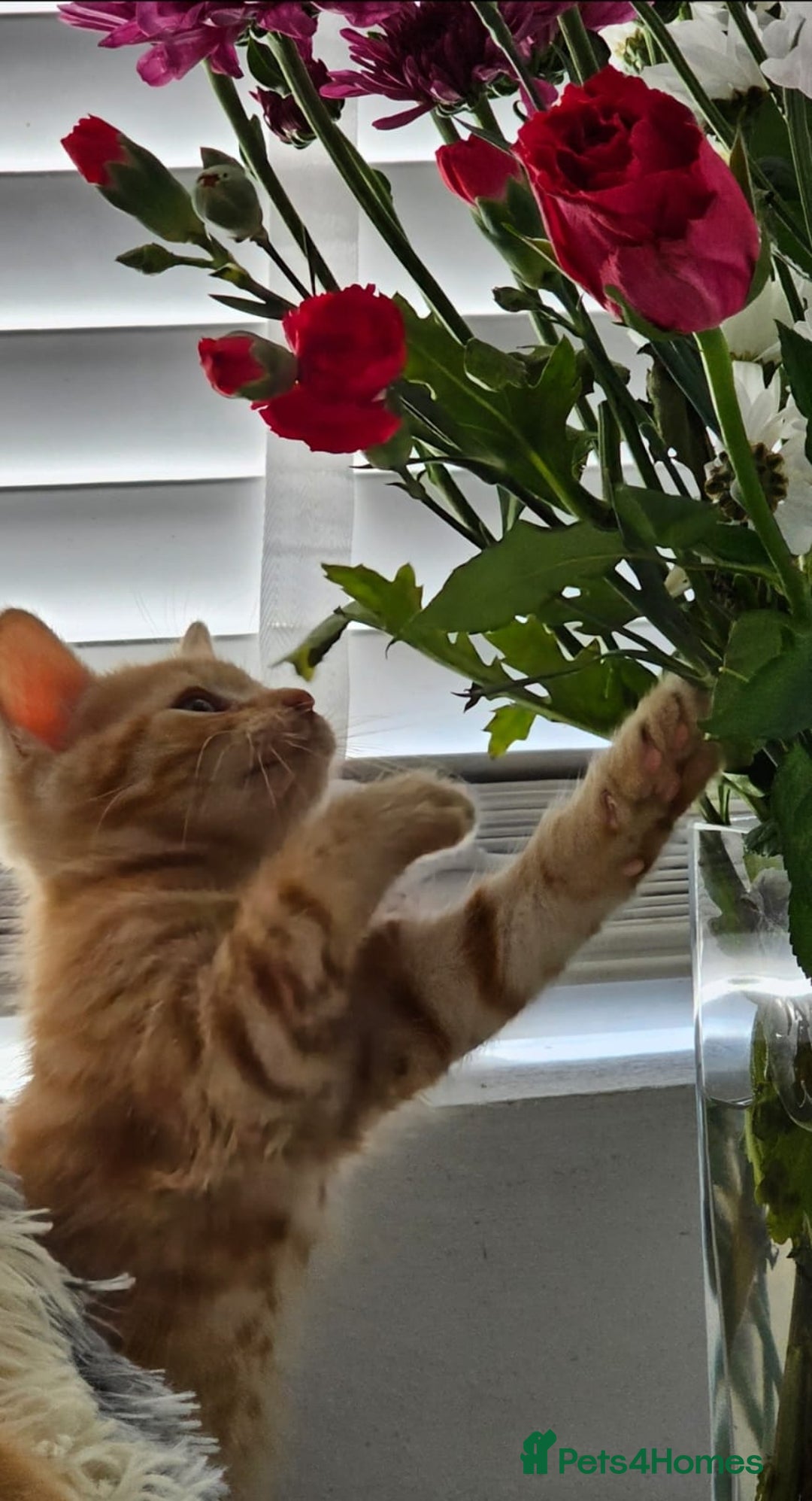 Maine Coon cats for sale: Kittens - Image 5
