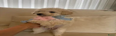 Toy Poodle Puppy 2