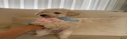 Toy Poodle dogs for sale: 5 gorgeous toy poodles - Advert 8