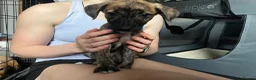 Lurcher dogs for sale: Five Lurcher Pups Ready To Go - Advert 5