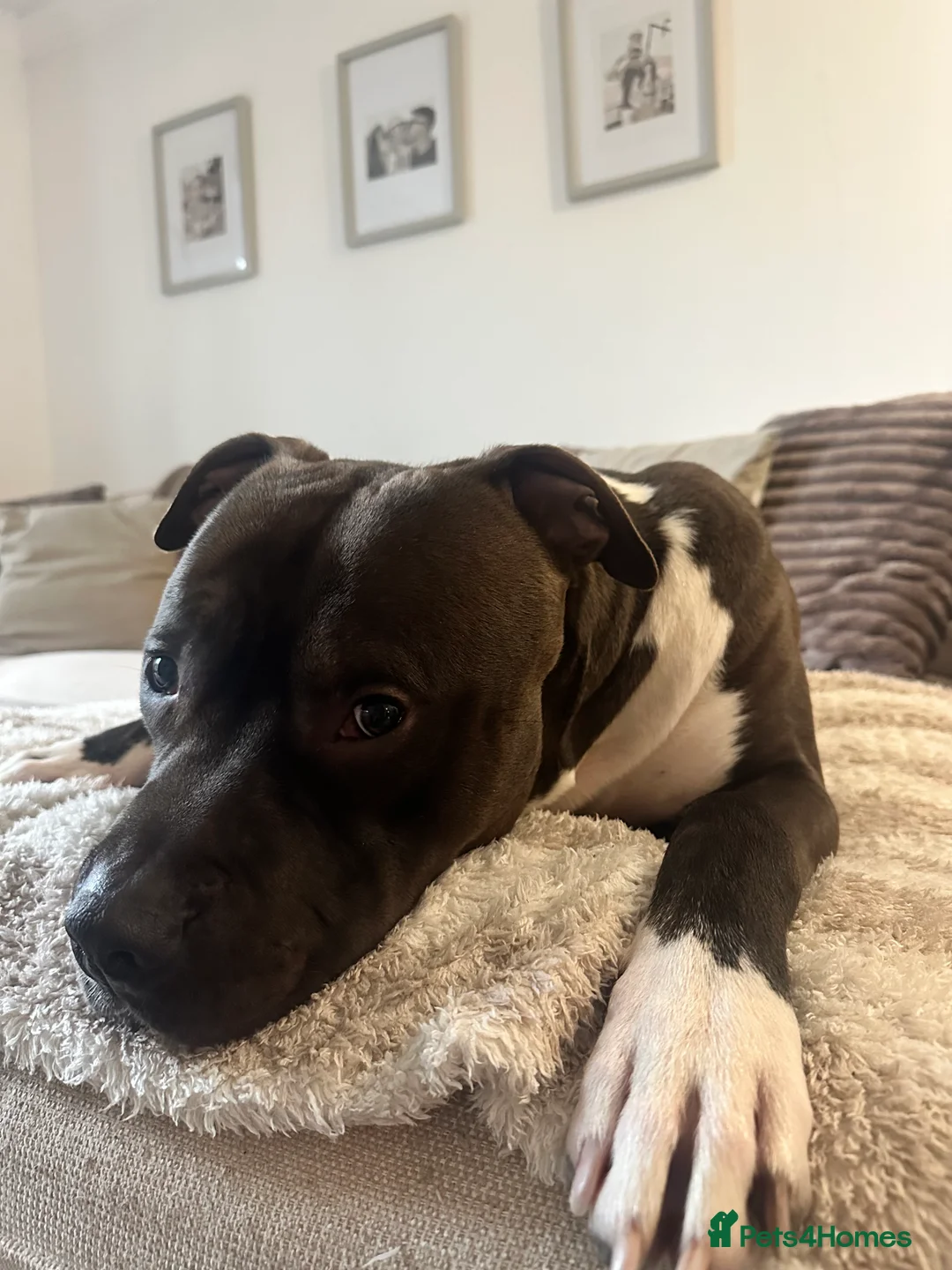 Staffordshire Bull Terrier dogs for sale: Beautiful staff x lurcher  - Advert 1