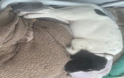 Mixed Breed dogs for sale: LAST PUPPY ❤️ - Image 7