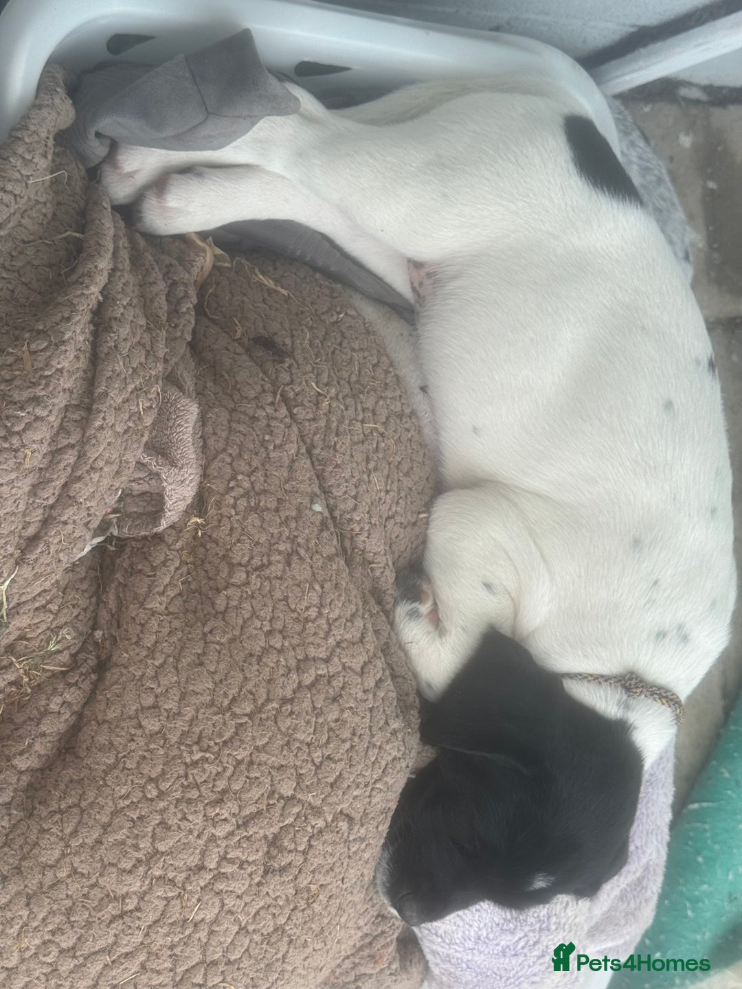 Mixed Breed dogs for sale: LAST PUPPY ❤️ - Image 7