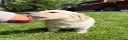 Golden Retriever dogs for sale: FULLY VACCINATED KC REG GOLDEN RETRIEVERS - Advert 14