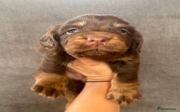 Cocker Spaniel dogs for sale: Beautiful litter of cocker spaniels for sale  - Image 8