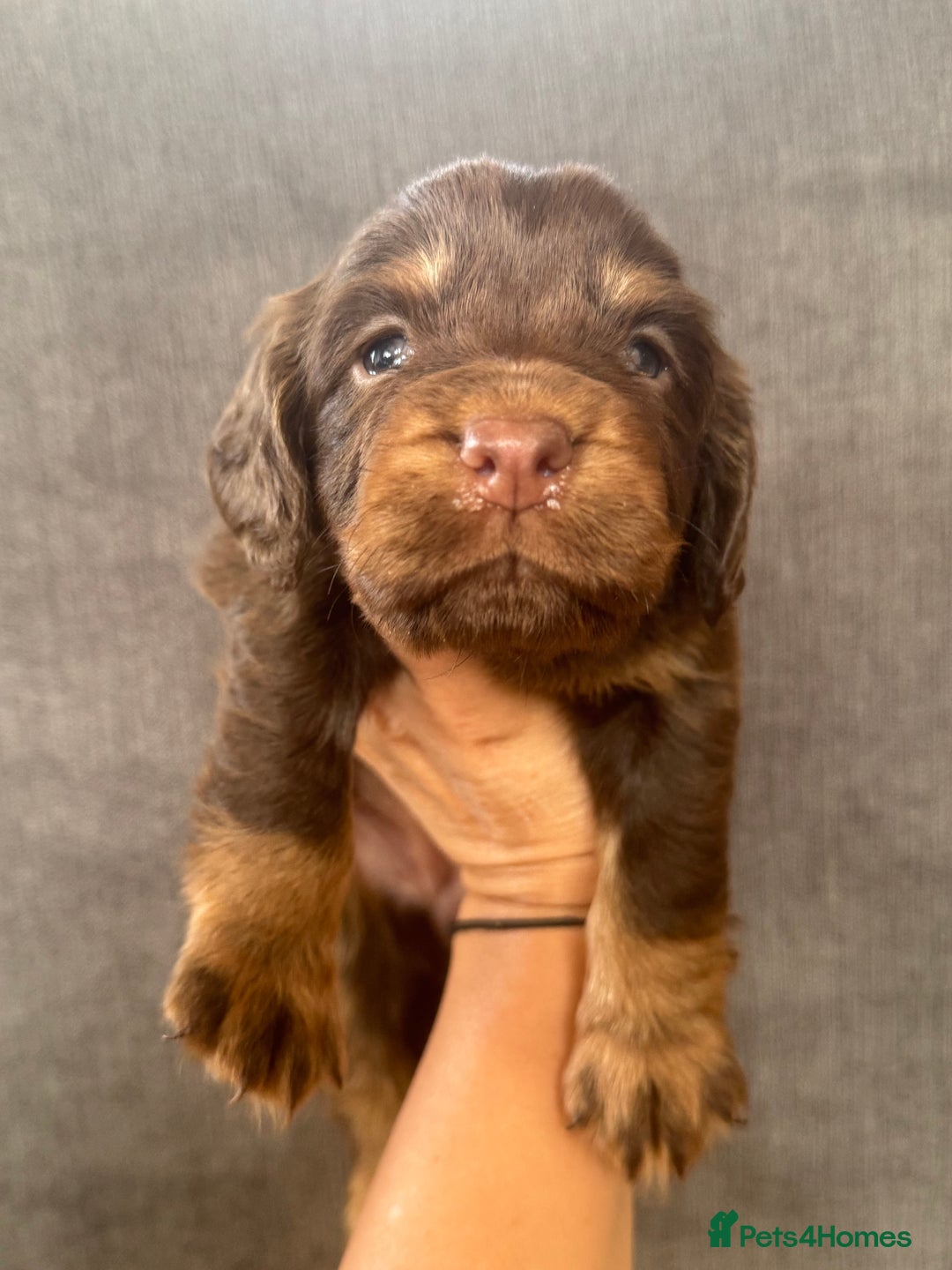 Cocker Spaniel dogs for sale: Beautiful litter of cocker spaniels for sale  - Image 8