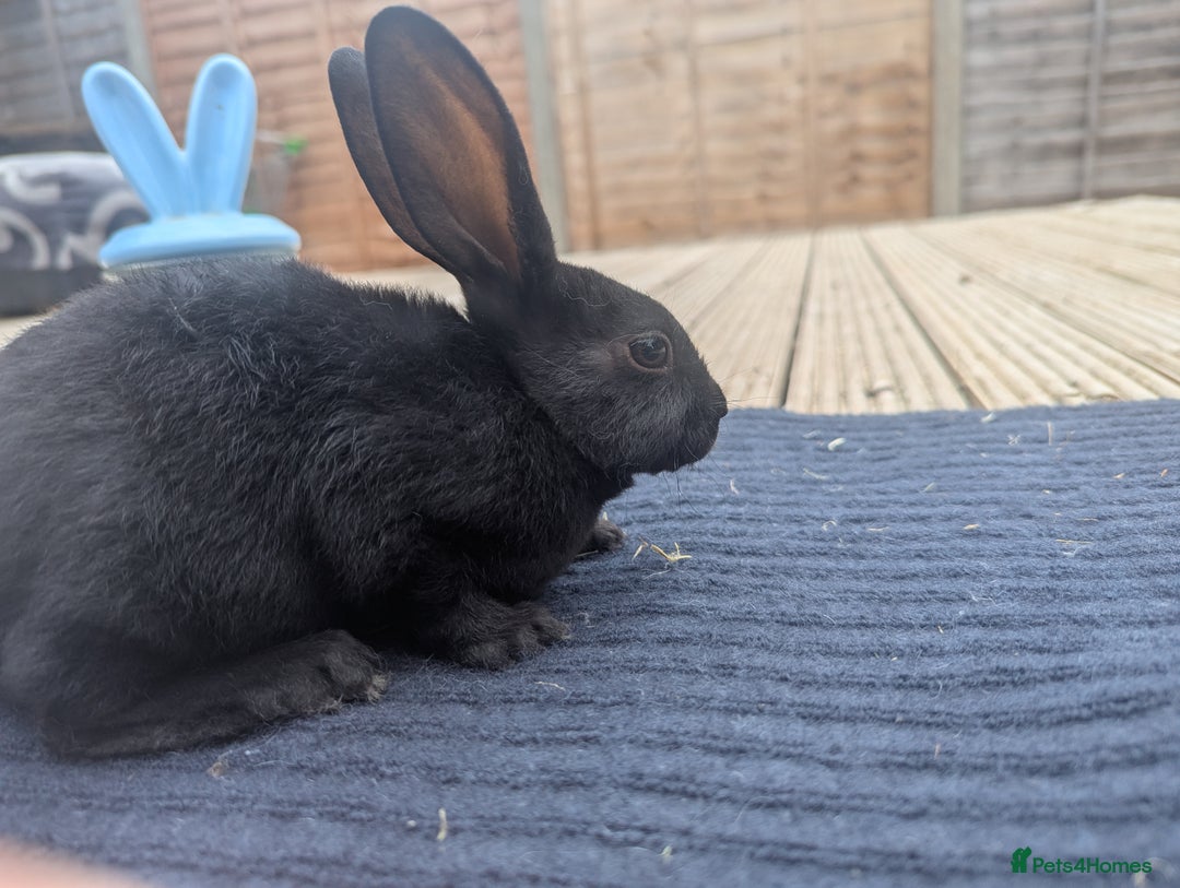 Rex rabbits for sale: Mini rex rabbit for sale - Image 9