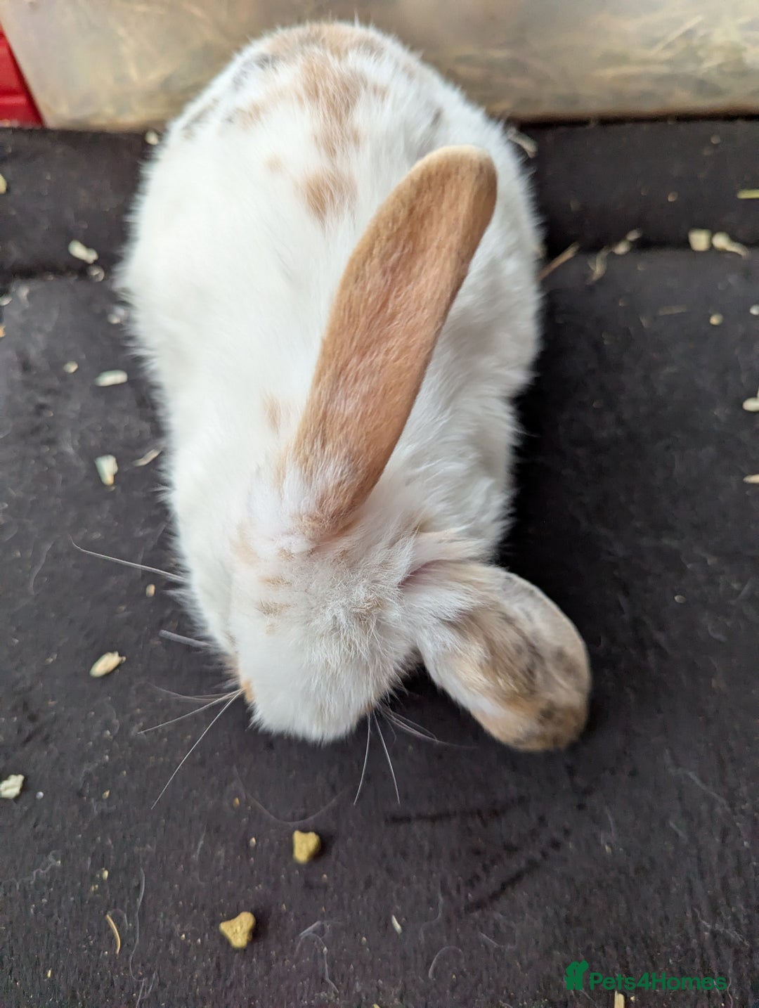 English Lop rabbits for sale: Lop mixed dot baby rabbits  - Advert 8