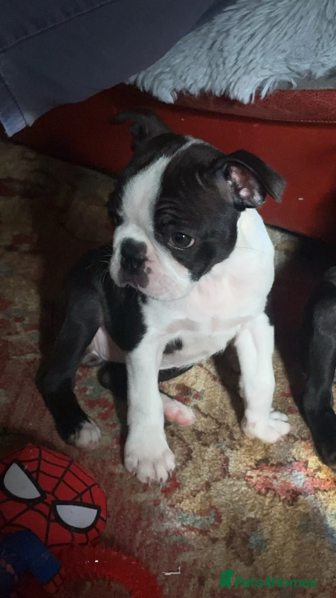 Boston Terrier dogs for sale: Rare opportunity/ KC reg Boston terrier  in Chester-le-Street - Advert 2