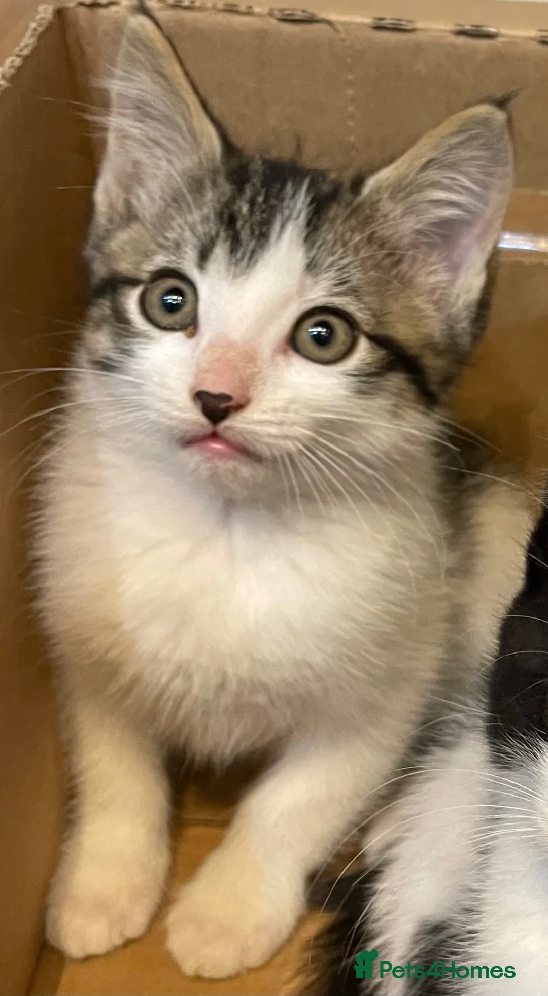 Mixed Breed cats for sale: Beautiful kittens looking for a new home - Advert 1