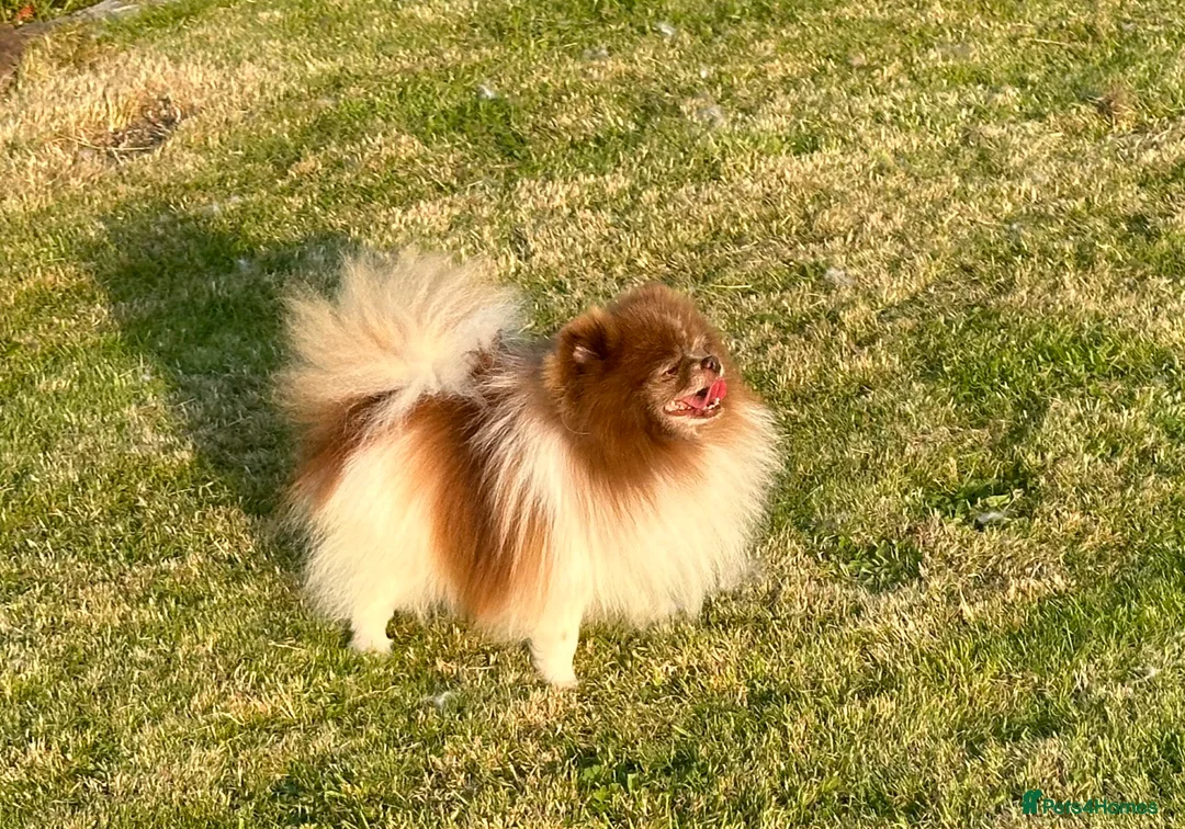 Pomeranian dogs for stud: Short and compact chocolate party colour boy in Lanark - Advert 17