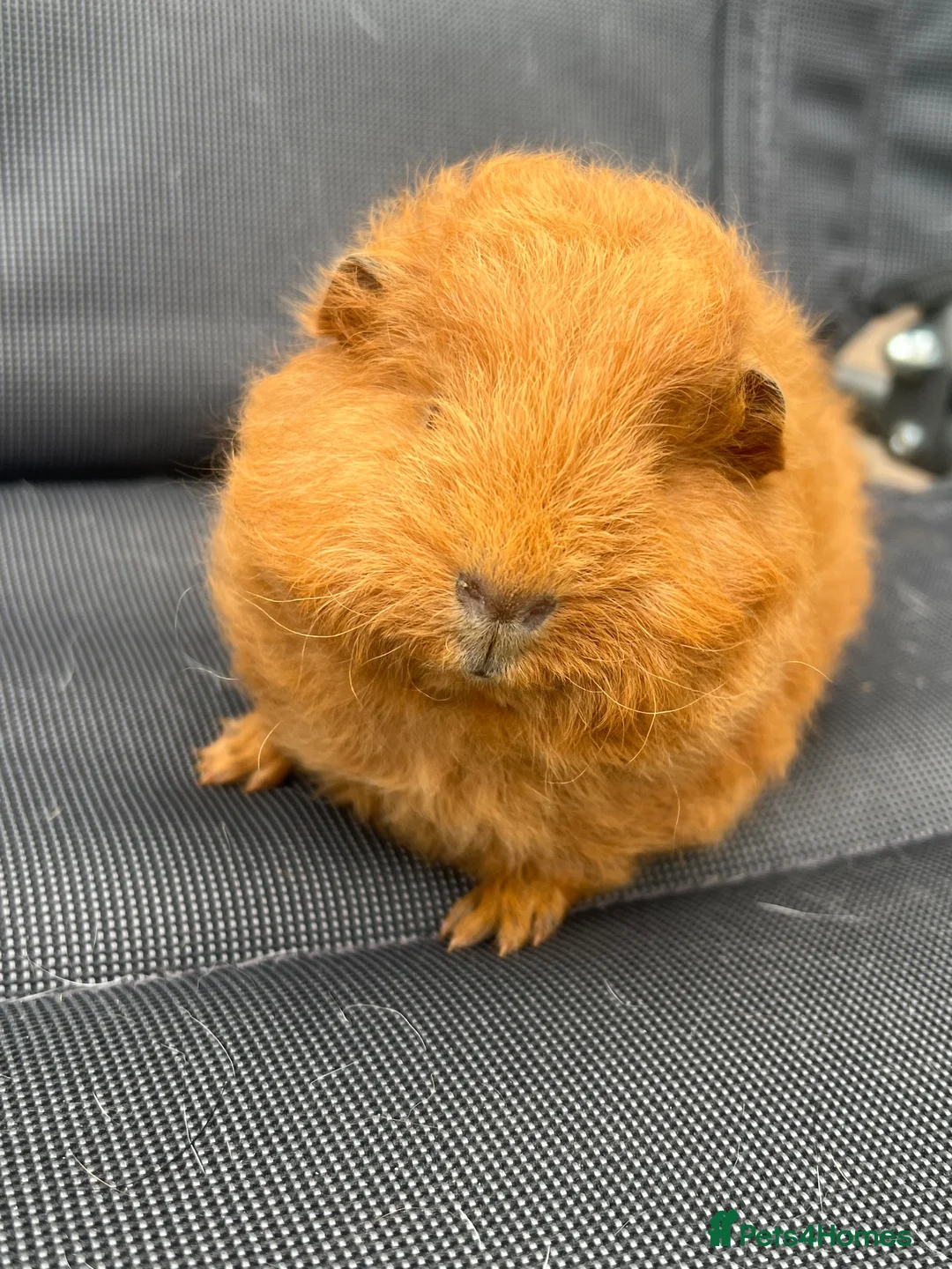 Guinea Pig rodents for sale: Swiss Guniea pig  - Advert 6