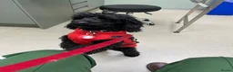 Toy Poodle dogs for sale: KC REGISTERED BLACK TOY POODLE FEMALE - Advert 21
