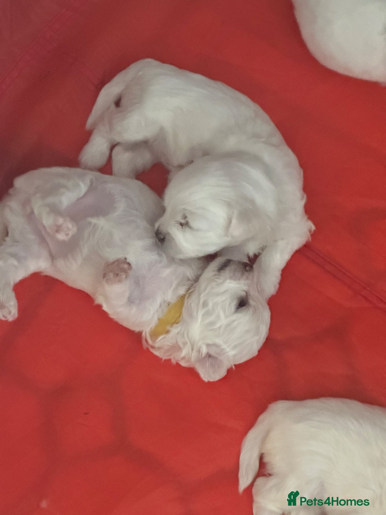 Maltese dogs Beautiful baby boys & girl Maltese puppy dogs  - Advert 10