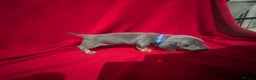 Miniature Dachshund dogs for sale: Miniature dashunds blue and tan - Advert 17