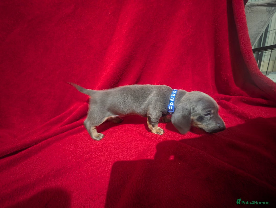Miniature Dachshund dogs for sale: Miniature dashunds blue and tan - Advert 17