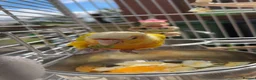 Conures birds for sale: Free flight trained baby conure  in Bolton - Advert 5