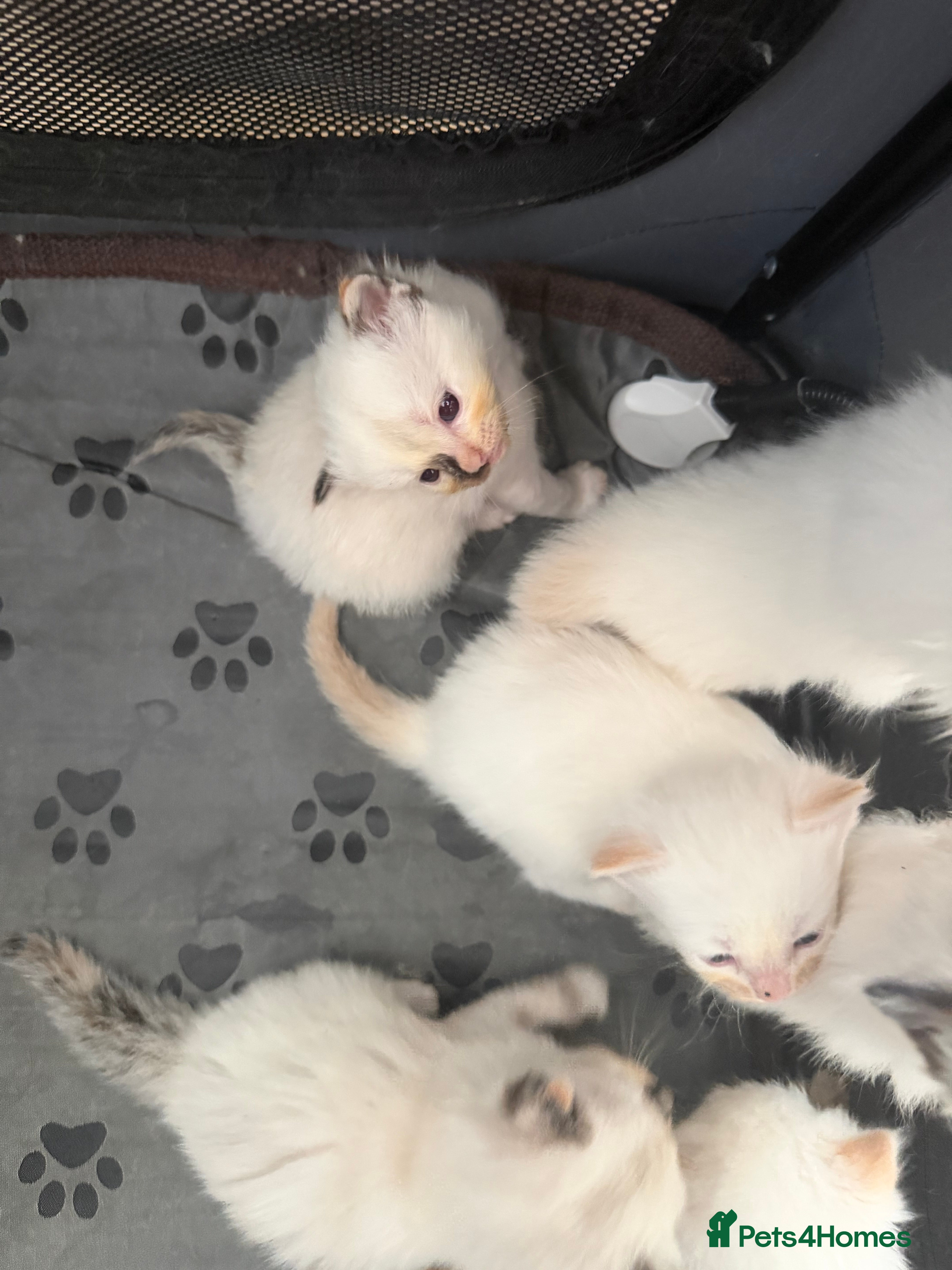 Ragdoll cats Flame ragdoll kittens✨ - Advert 2