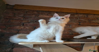 Maine Coon cats - Advert 13