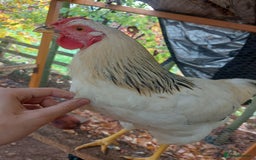 Chickens poultry for sale: More cockerel for sale - Image 4