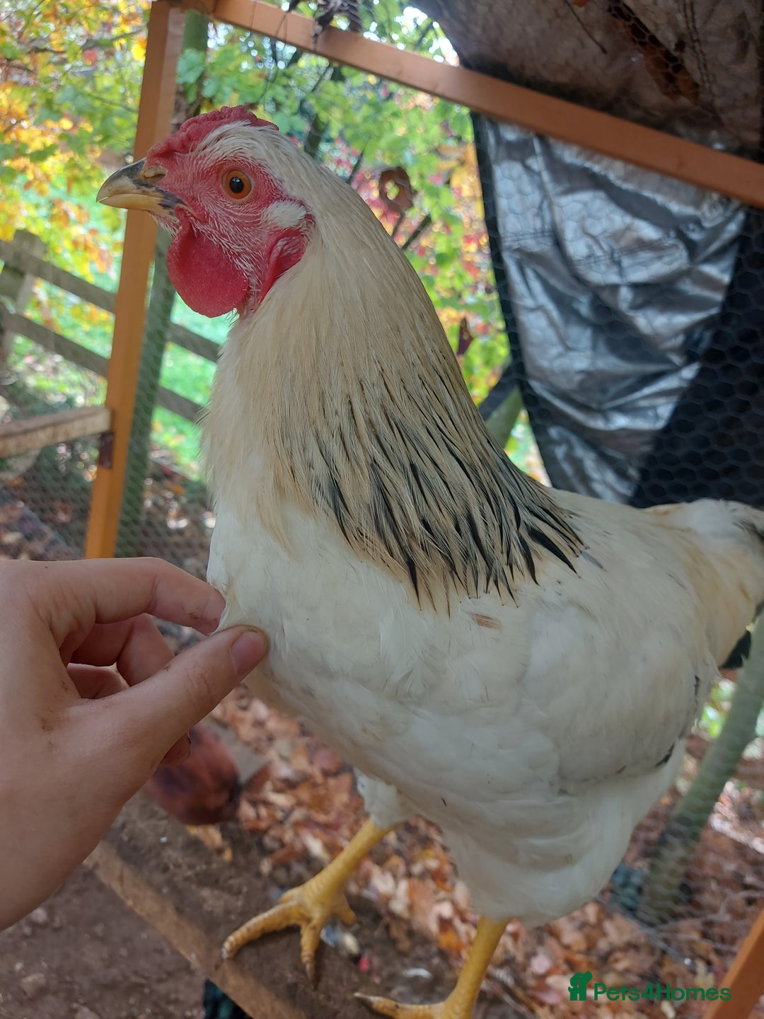 Chickens poultry for sale: More cockerel for sale - Image 4