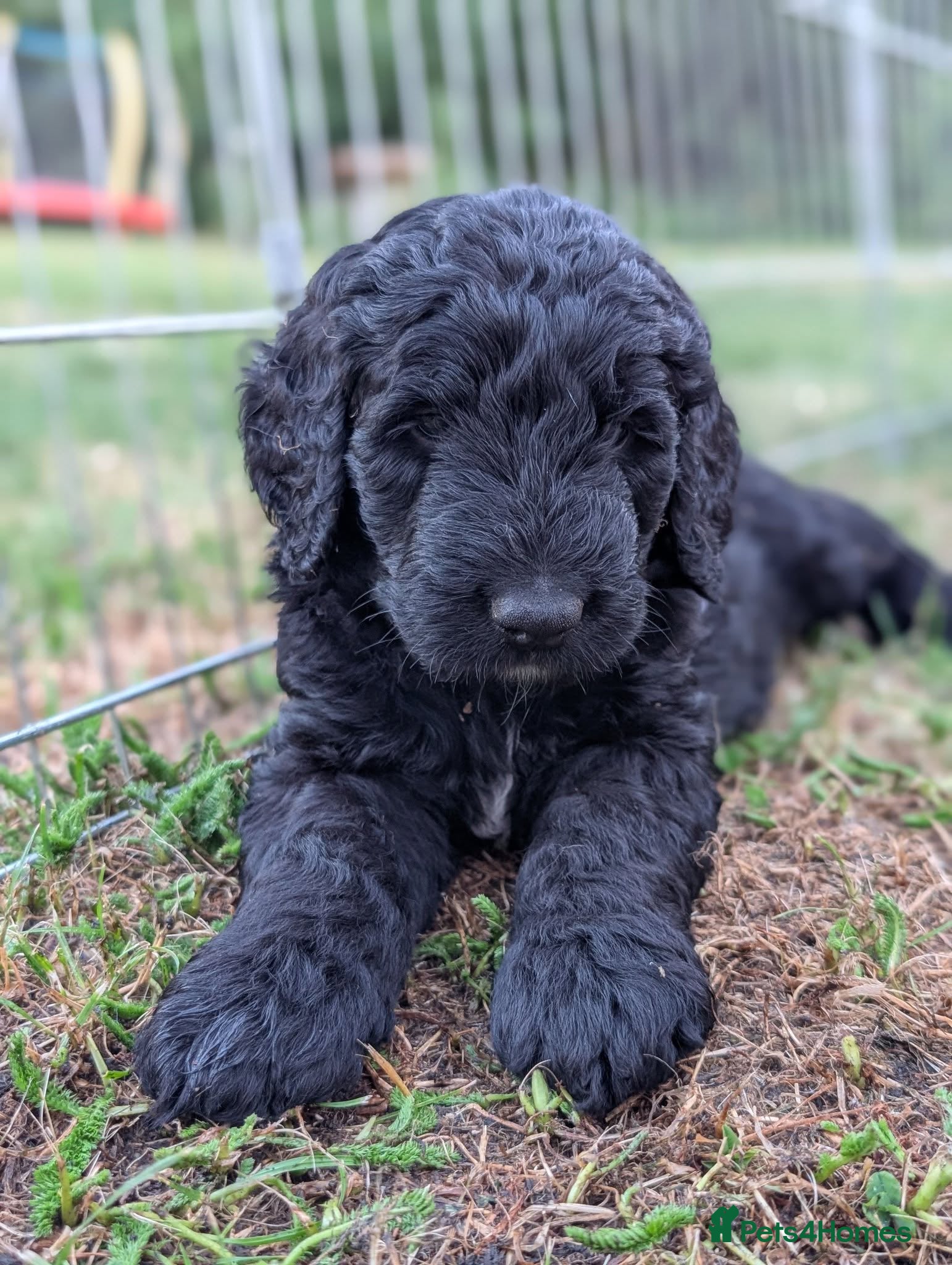 Saint Berdoodle dogs Chunky St Berdoodle puppies available mid July - Advert 2