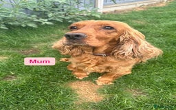 Cocker Spaniel dogs for sale: SUPERB SHOW TYPE COCKER SPANIEL PUPPIES  - Image 9