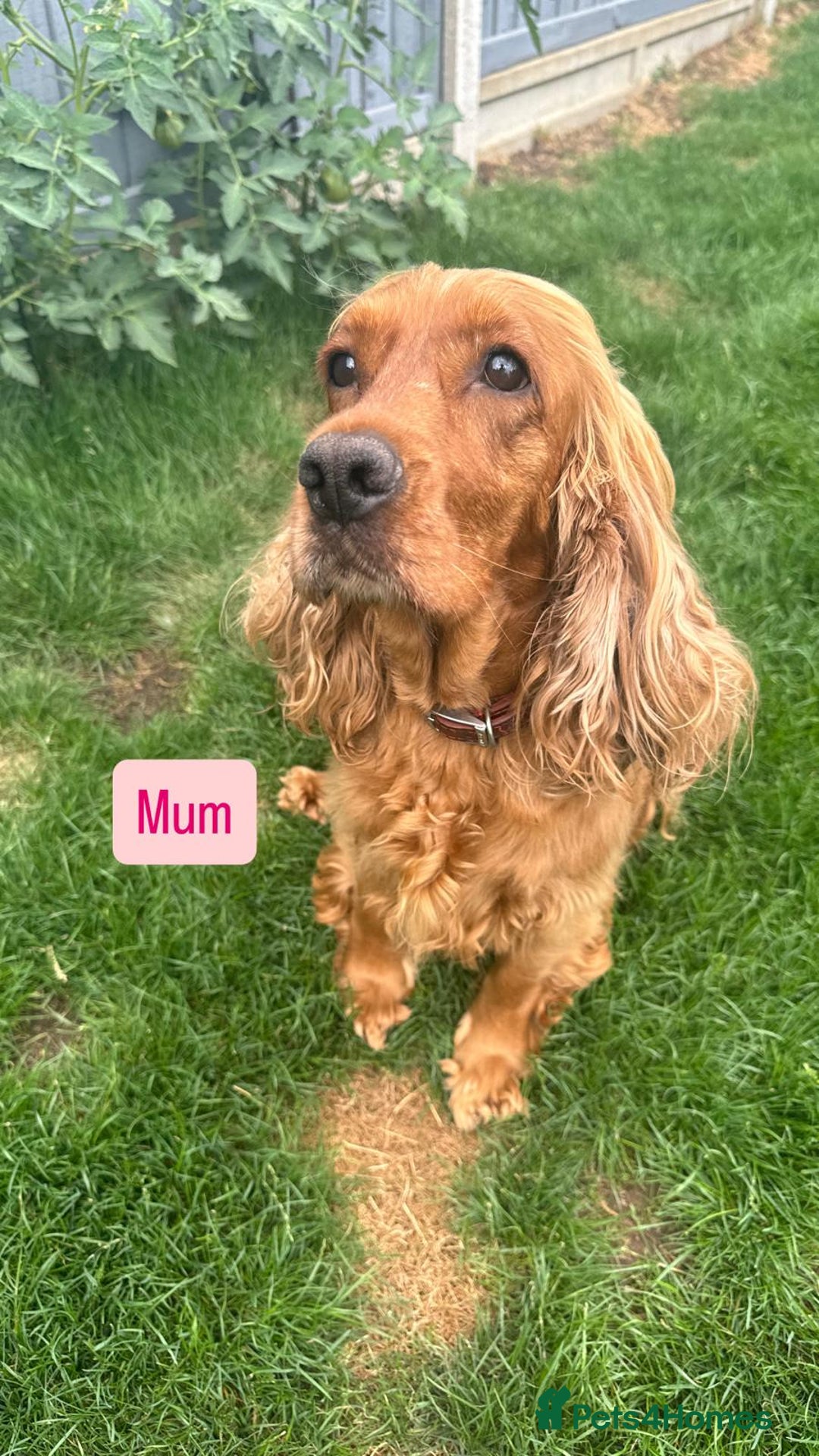 Cocker Spaniel dogs for sale: SUPERB SHOW TYPE COCKER SPANIEL PUPPIES  - Image 9
