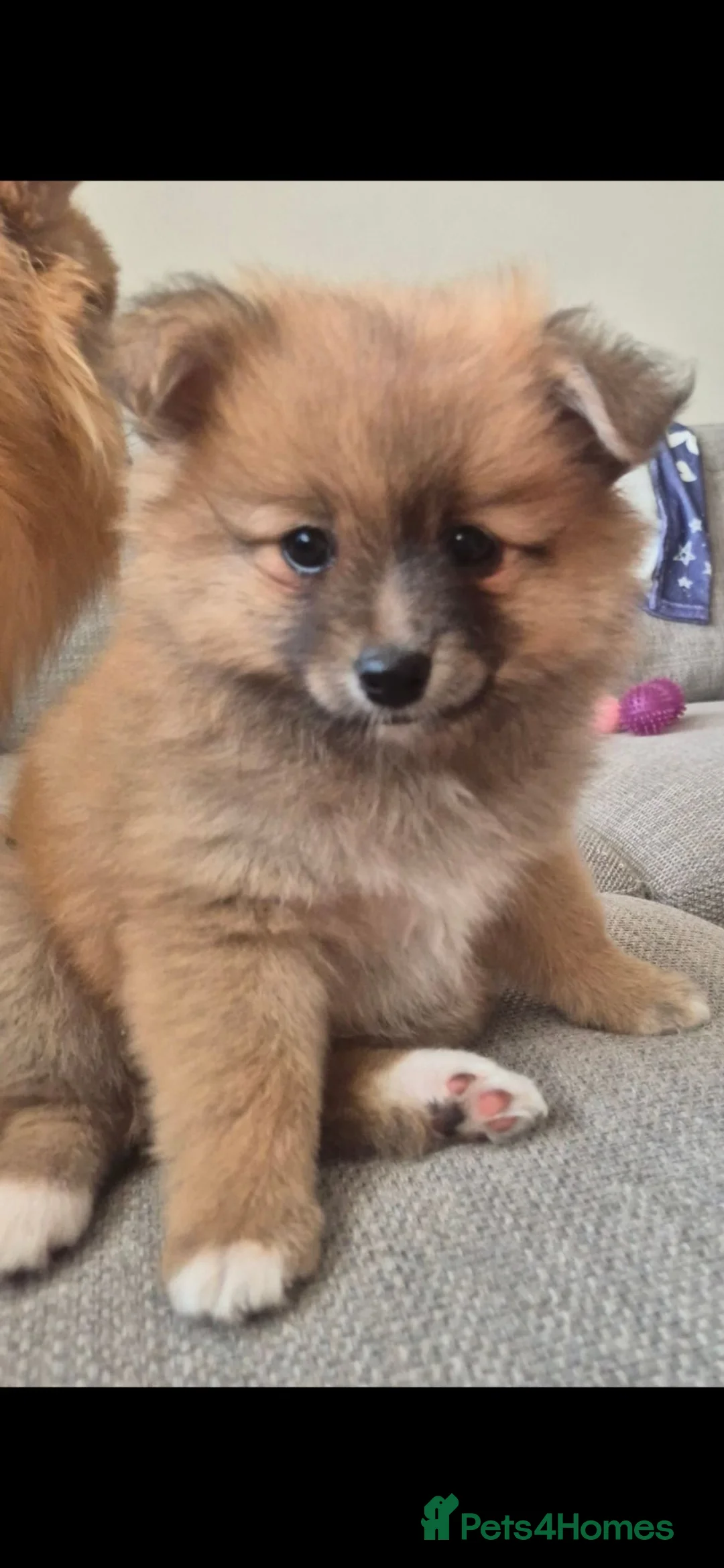 Pomeranian dogs for sale: Female Pom Ready to Leave - Advert 1