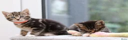 Mixed Breed cats for sale: Beautiful Tabby Kittens  - Advert 5