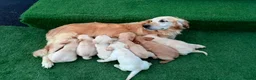 Goldador dogs for sale: Goldador puppies 9 available  - Advert 17