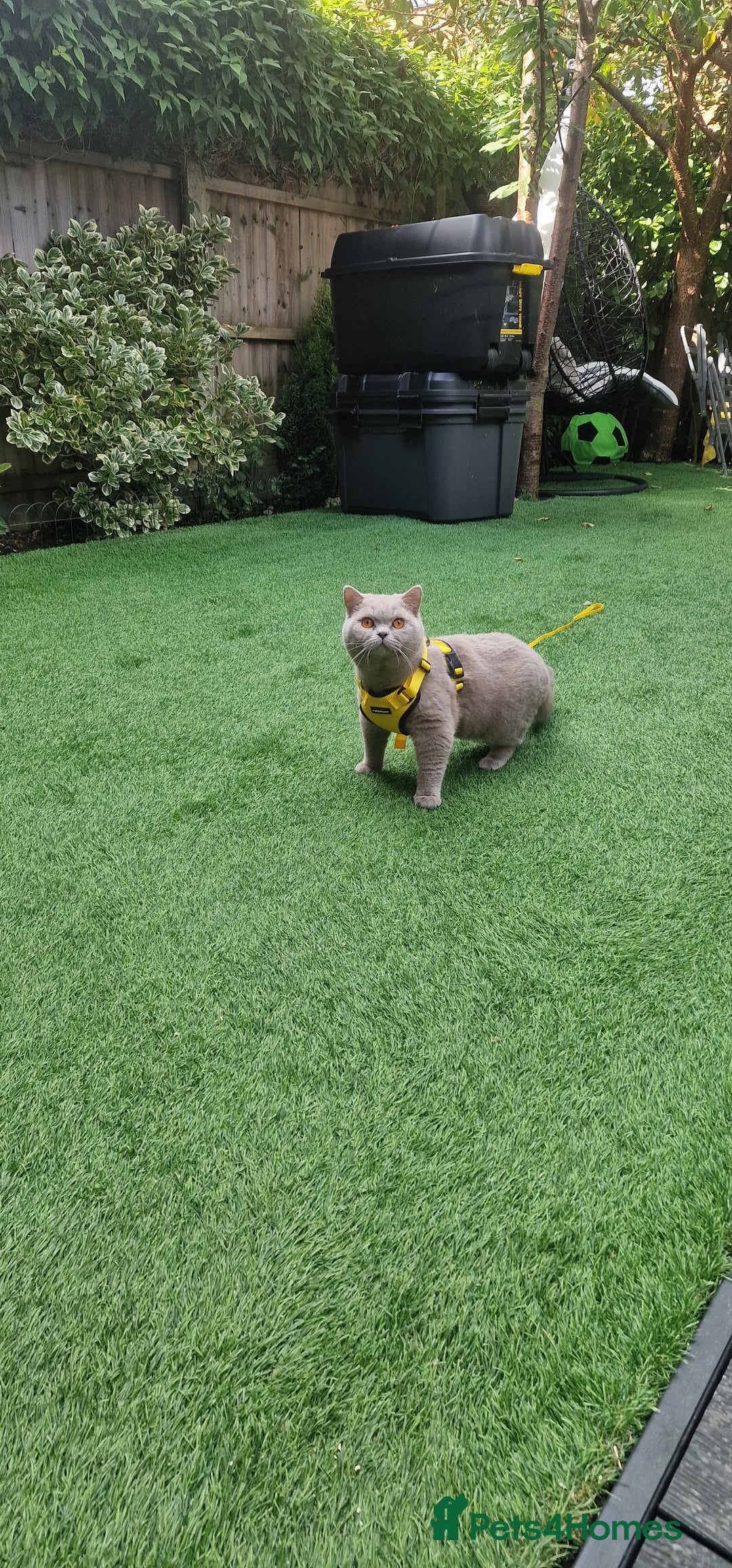 British Shorthair cats for stud: Amasing British Shorthair Lilac for stud - Image 9